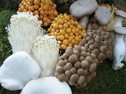 あすきの 明日はきのこをたべようプロジェクトasukino キノコキトサン